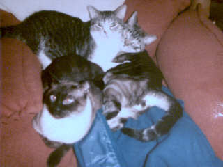 Rocky, Timmy and Buddy keepin' warm