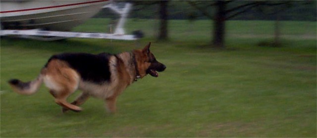 Jaeger in hot pursuit of Stella!